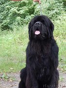 Превью фото № 159509