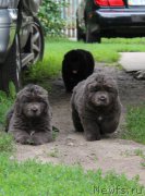 Превью фото № 159539