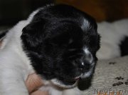 Превью фото № 159543