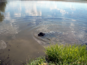 Превью фото № 159563