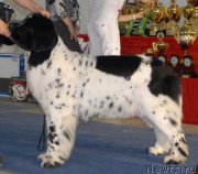 Превью фото № 159566