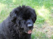 Превью фото № 159592