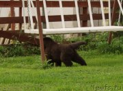 Превью фото № 159625