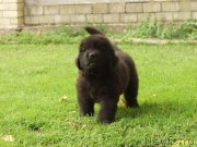 Превью фото № 159627