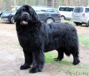 Превью фото № 159636