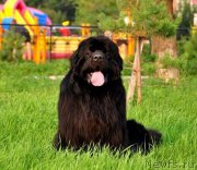 Превью фото № 159649