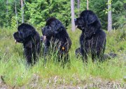 Превью фото № 159650