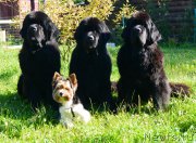 Превью фото № 159652