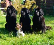 Превью фото № 159653