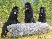 Превью фото № 159681