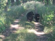 Превью фото № 159786