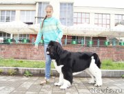 Превью фото № 159820