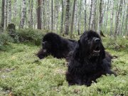 Превью фото № 159848