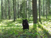 Превью фото № 159851