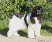 Превью фото № 159860