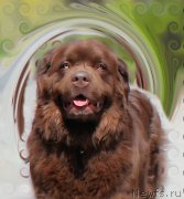 Превью фото № 159998