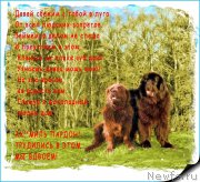 Превью фото № 160000