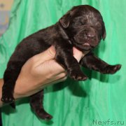 Превью фото № 160016