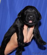 Превью фото № 160019