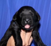 Превью фото № 160020