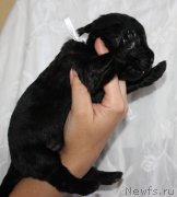 Превью фото № 160022