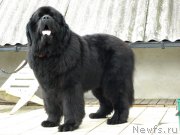 Превью фото № 160064