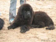 Превью фото № 160078