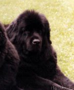 Превью фото № 160108