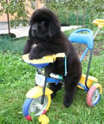 Превью фото № 160114