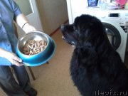 Превью фото № 160125