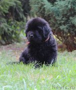 Превью фото № 160193