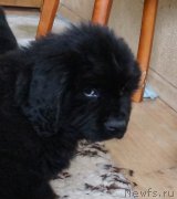 Превью фото № 160298