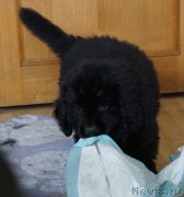 Превью фото № 160299