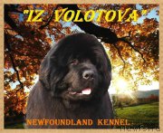 Превью фото № 160300