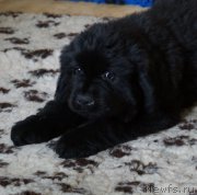 Превью фото № 160301