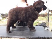 Превью фото № 160317