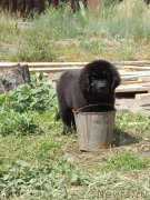 Превью фото № 160362