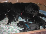 Превью фото № 160440