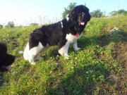 Превью фото № 160508