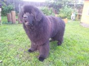 Превью фото № 160511