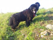 Превью фото № 160514