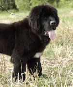 Превью фото № 160520