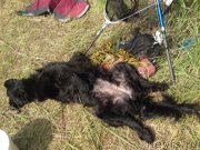 Превью фото № 160566