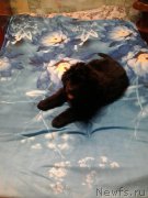 Превью фото № 160595