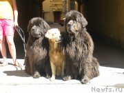 Превью фото № 160601