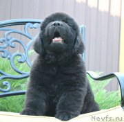 Превью фото № 160668