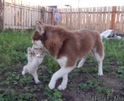 Превью фото № 160682