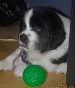 Превью фото № 160754