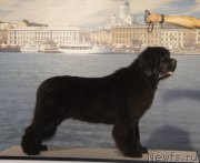 Превью фото № 160759