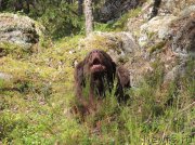 Превью фото № 160798